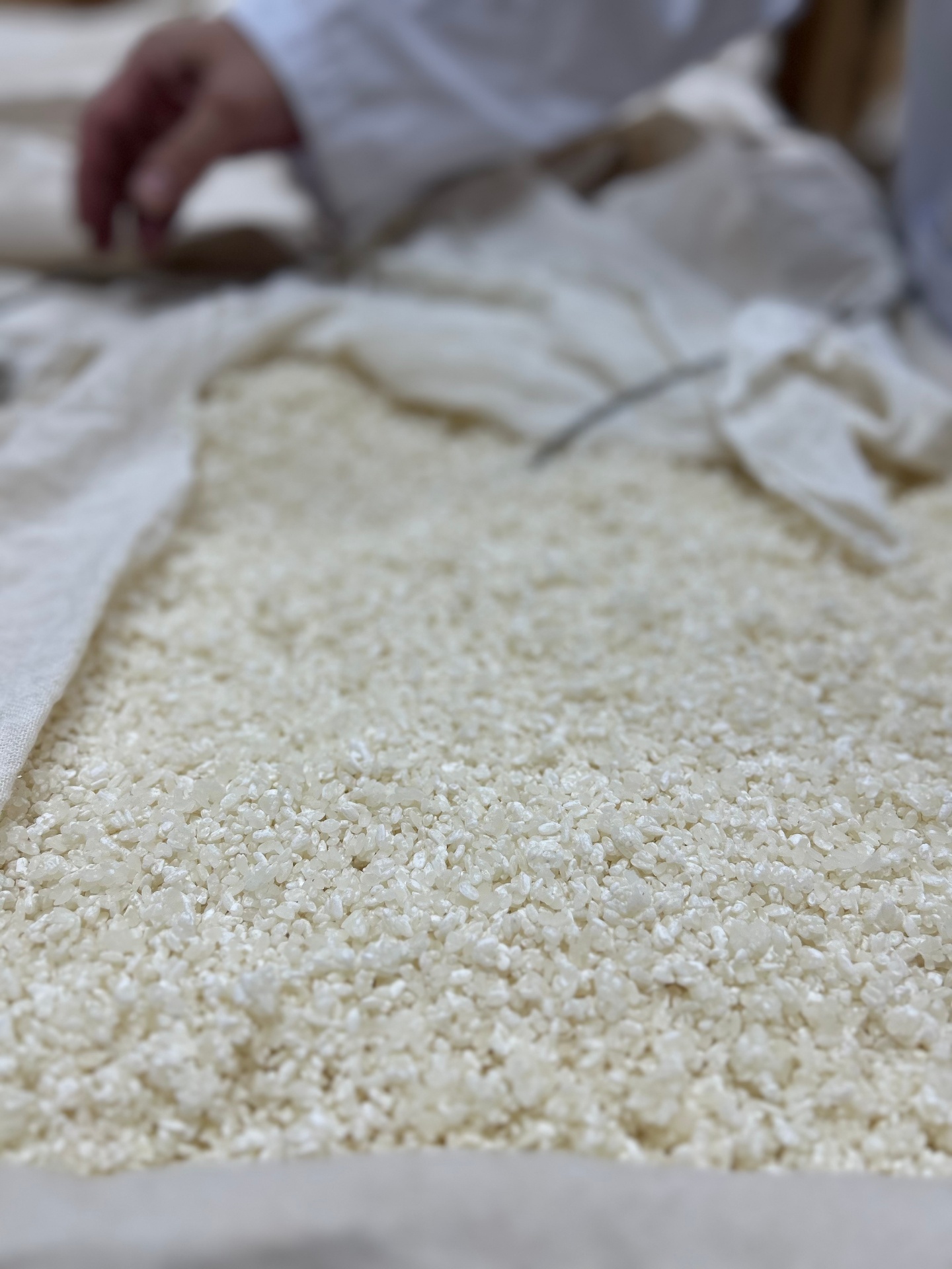 Mẻ koji hoàn thiện — hương ngọt như chestnut, vị umami sâu lắng